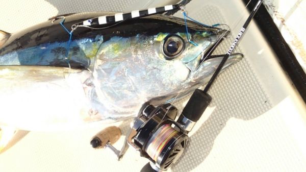 BlueBlue Conifer 160g 04 Jig Yem