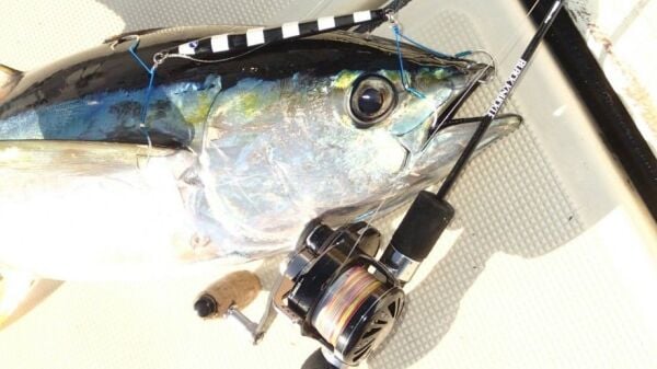 BlueBlue Conifer 310g 16 Jig Yem