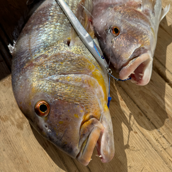 BlueBlue Conifer 370g 14 Jig Yem