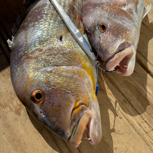 BlueBlue Conifer 250g 08 Jig Yem